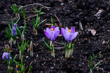Primrose çözdürülen yama üzerinde