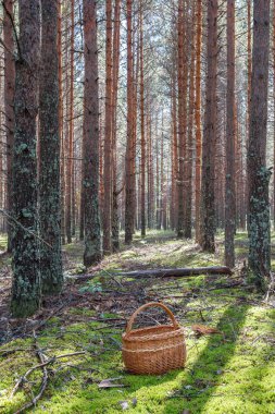 Orman glade ile sepeti