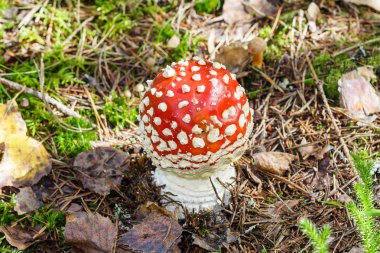 Ormanda mantar Amanita büyür