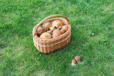 Mantar çim ile dolu sepet