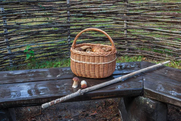 Basket with collected mushrooms and a stick of mushroom