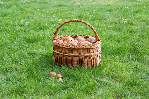 Porcini mantarlı sepet.