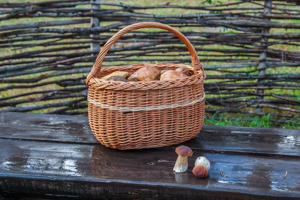 Корзина с грибами из леса — стоковое фото
