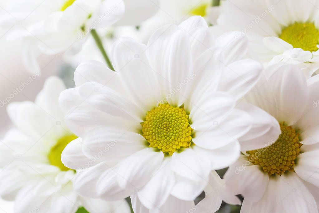 White flowers of chrysanthemum