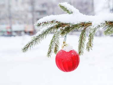 Bir kırmızı top ile Noel ağacı dalı