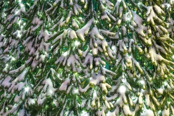 Cone em um ramo de uma árvore de Natal em rua — Fotografia de Stock