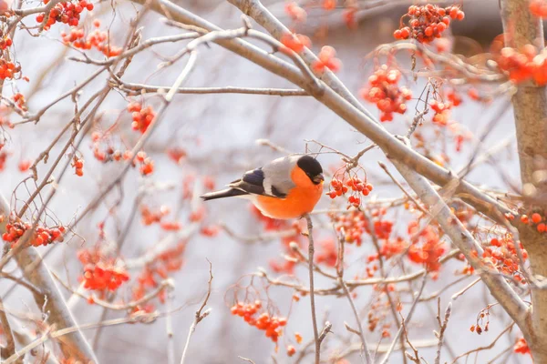 Bullfinch on a branch of mountain ash — Stock Photo, Image