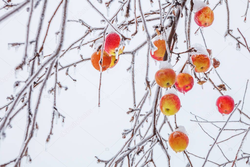 Bright red-yellow apples on an apple tree branch in winter