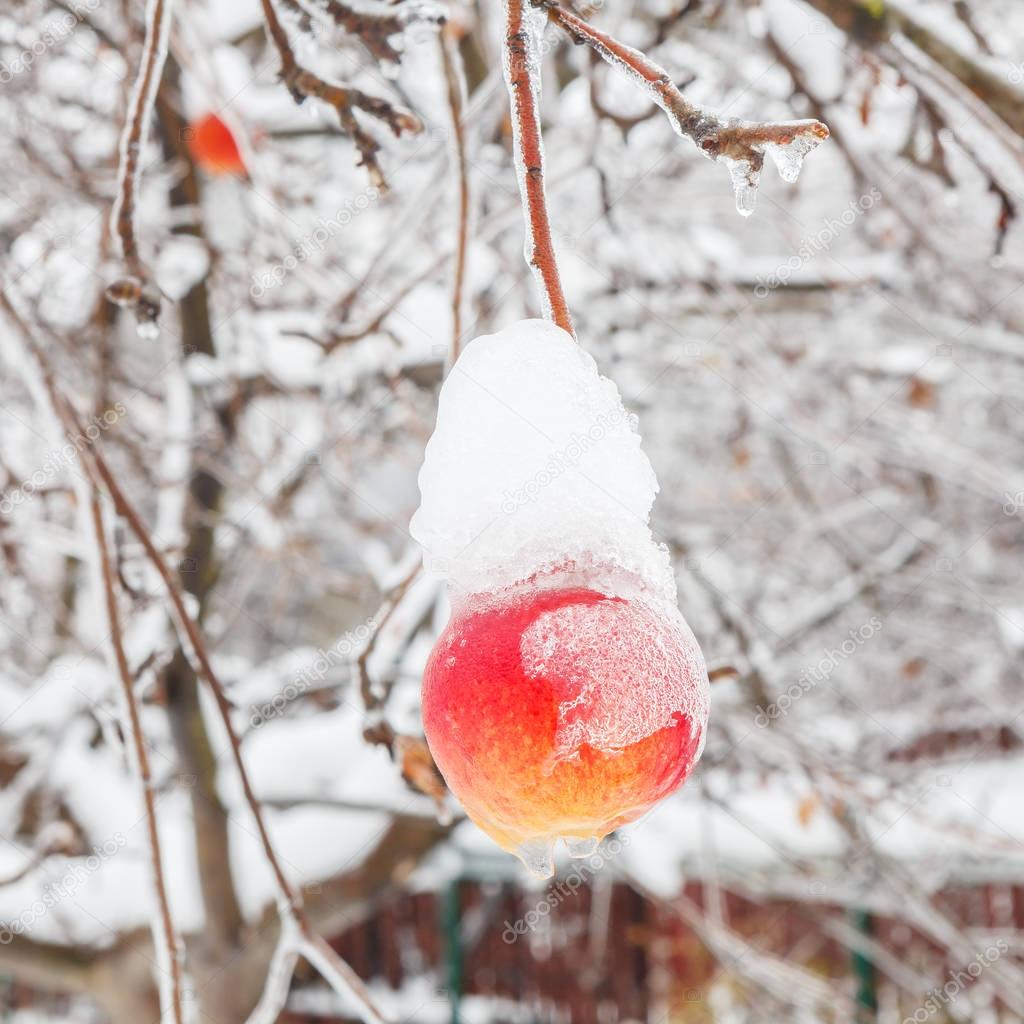 Yellow-red apple on a branch in the snow