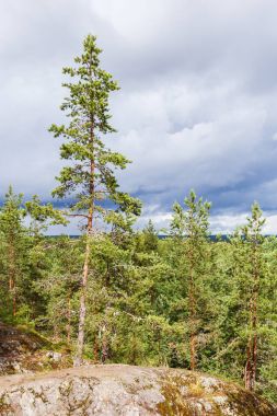 Pine on stone in Karelia, Russia clipart