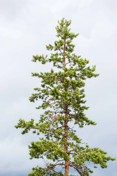 Güzel bir çam tepesine