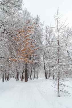Kış park yolundaki