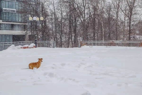 Der Hund im Schneegestöber — Stockfoto
