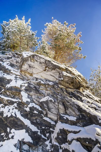 Dos pinos pequeños sobre una gran roca en invierno —  Fotos de Stock