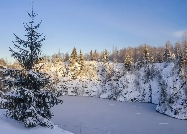 Ruskeala Büyük Kanyon kenarına kışın çam fidanı