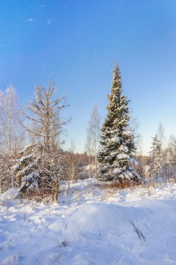 Bir açık kış günü kar köknar