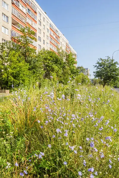 Wildblumen und ein Haus — Stockfoto