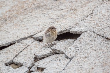 Kırık Beton levha yakınındaki kuyrukkakan piliç
