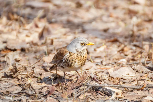 Thrush in search of food at spring