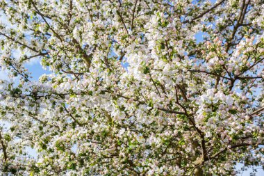 yemyeşil elma çiçeği