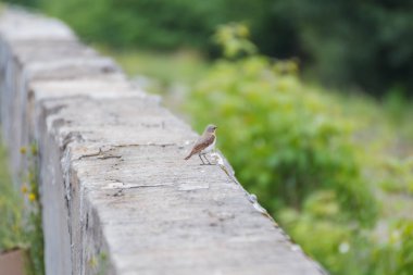 Kuyrukkakan erkek üzerinde somut bir bariyer