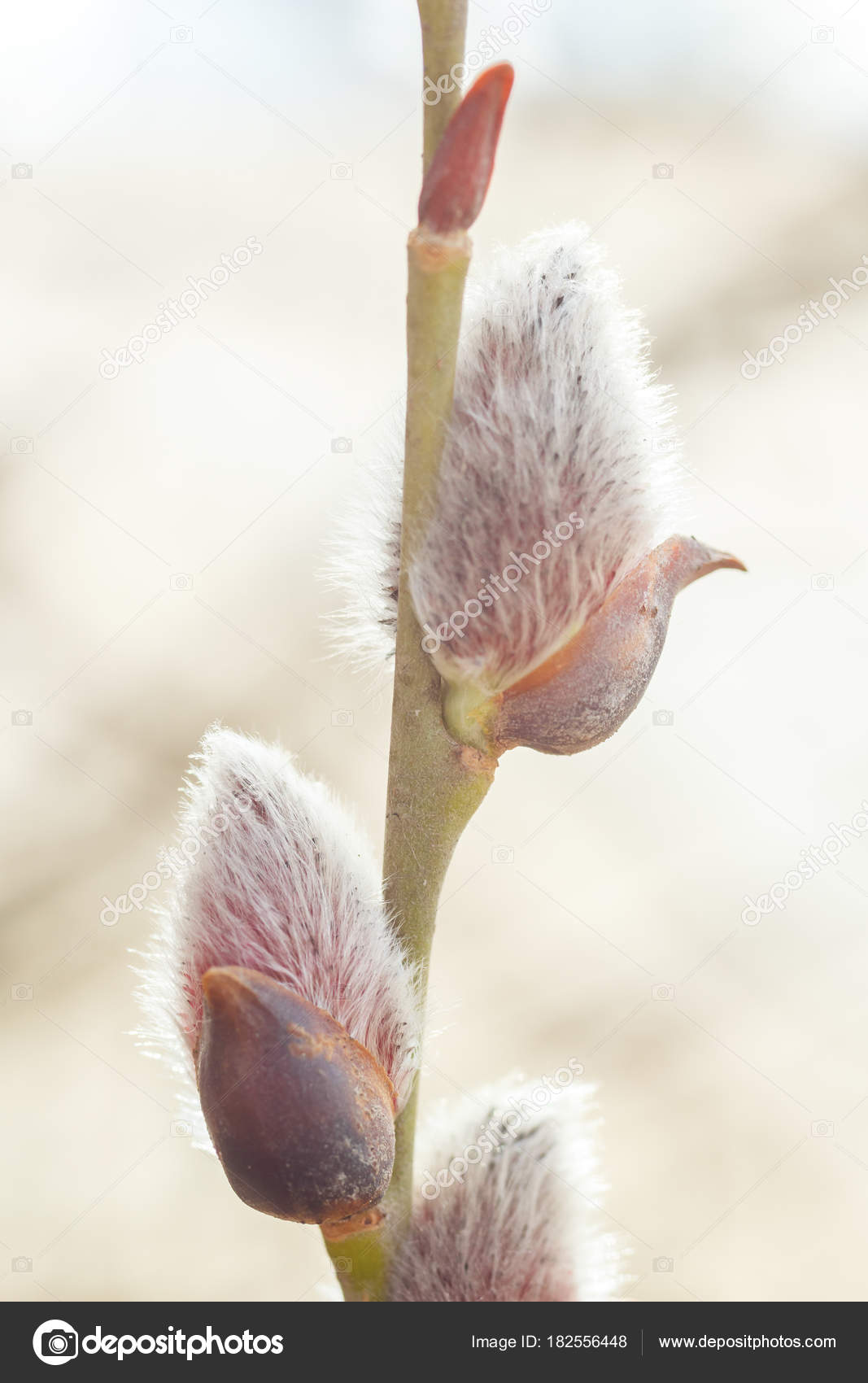 Sorry, Flawer at the pussy pic please Have Flawer at the pussy pic regret