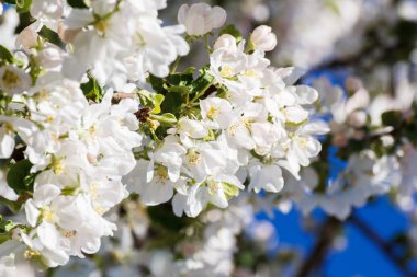 Elma ağacı çiçek arka plan