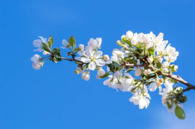 Gökyüzü ve elma ağacı dalı