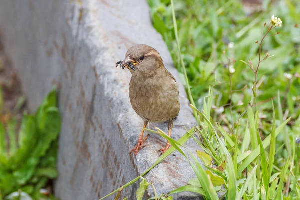 A sparrow with a fly in its beak — Stock Photo, Image