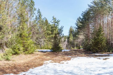 Bahar iğne yapraklı orman