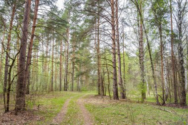 Huş ağacı çam ormanı giden yol
