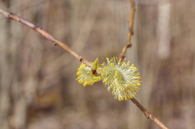 Söğüt dalı ile bahar çiçek