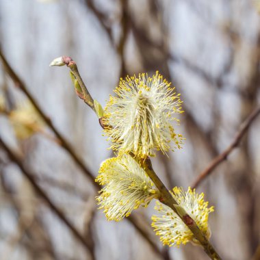 Willow çiçek şube