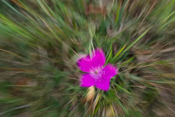 Wazig carnation bloem — Stockfoto