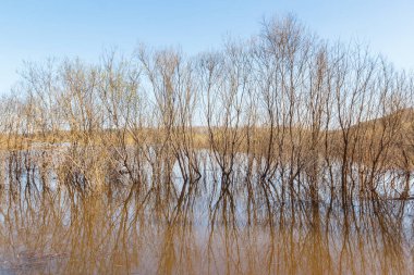 Kaynak suyundaki ağaçlar