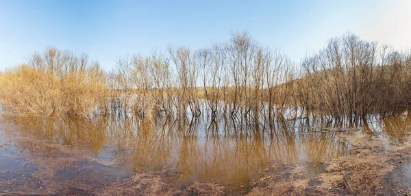 Trees in spring river — Stock Photo, Image