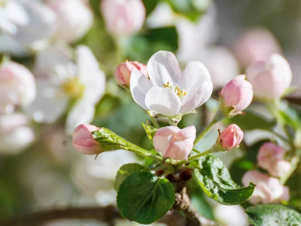 Çiçekler ve tomurcukları elma ağacı dalı — Stok fotoğraf