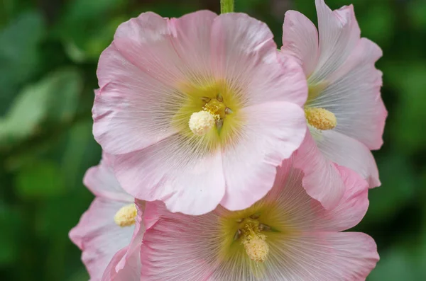 Pink mallow flowers — Stock Photo, Image