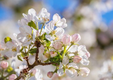 bir dalda bahar çiçekleri