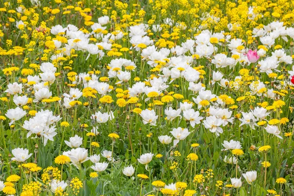 黄色の花の中で白いチューリップ — ストック写真
