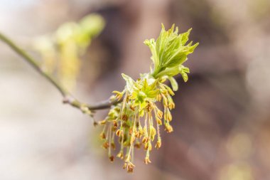 Çiçekli akçaağaç