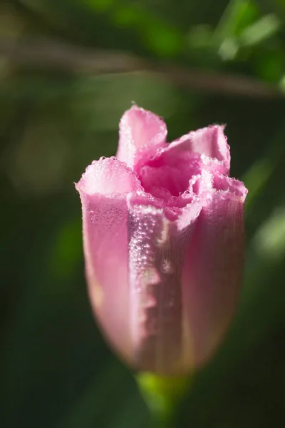 Bud de tulipas rosa — Fotografia de Stock