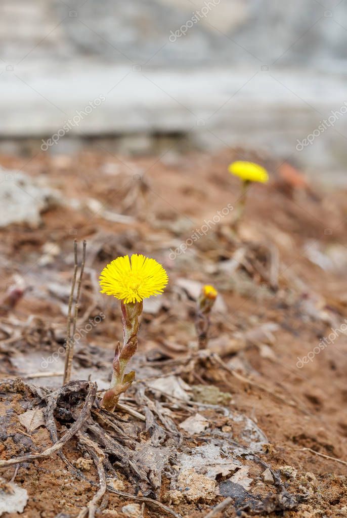 TischenkoPhoto