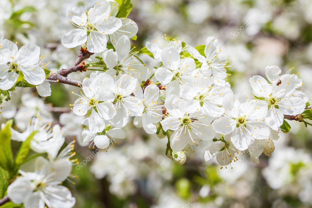 Spring flowering trees