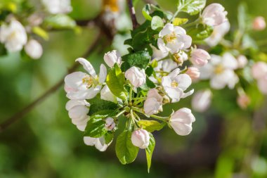 Yeşil zemin üzerine elma ağacının bir çiçek