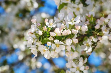 Çiçekli Bahçe elma ağacının dalını