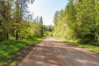 Ormanda toprak bir yol.
