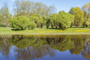 Ağaçlar su yansıması ile