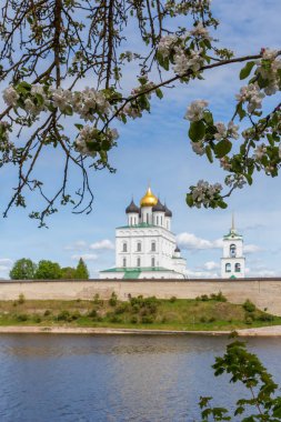Şu yeni gelişen ağaç ve Pskov Trinity Katedrali
