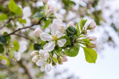 Çiçekler ve yapraklar bir ağaç dalı